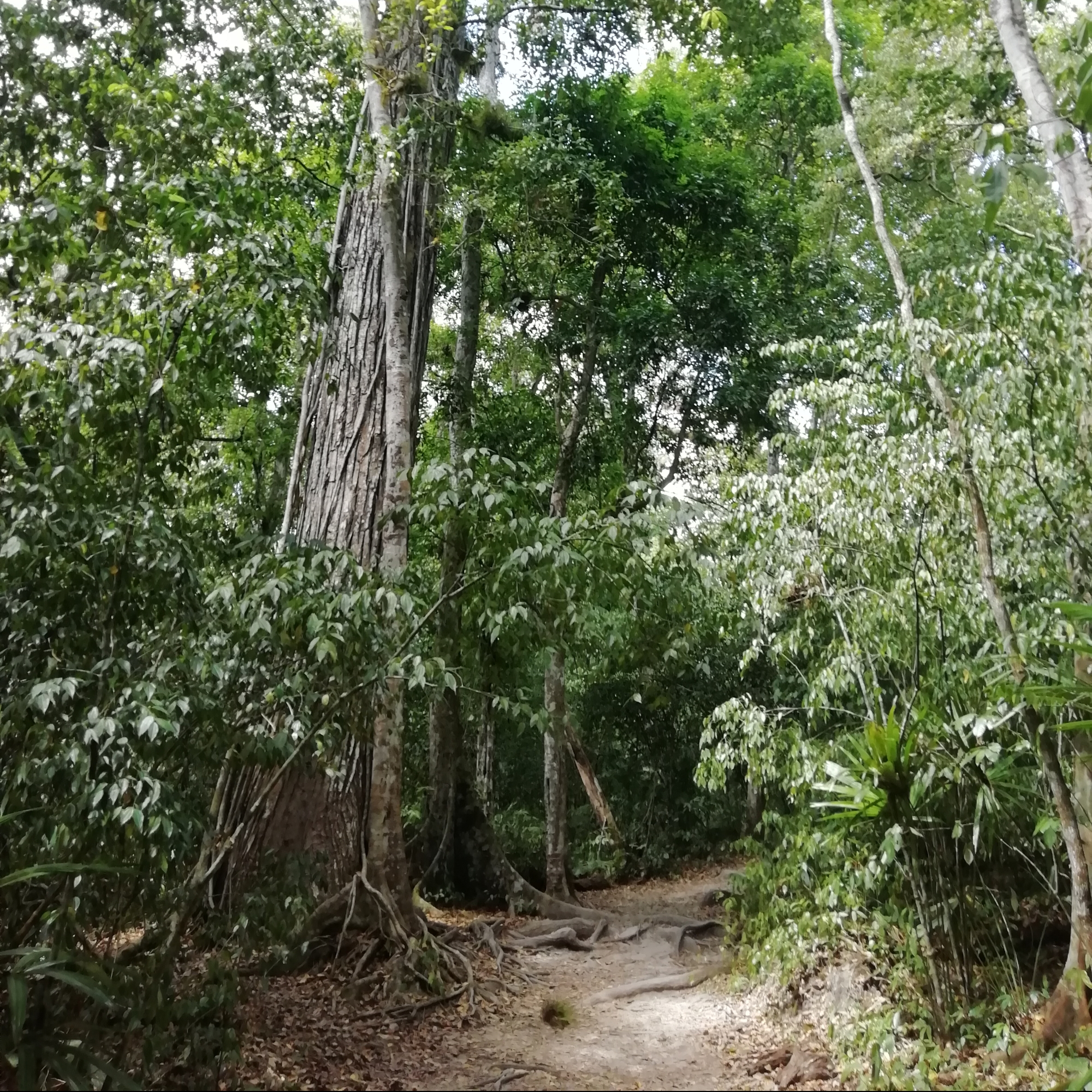 Tikalin kansallispuisto, Guatemala